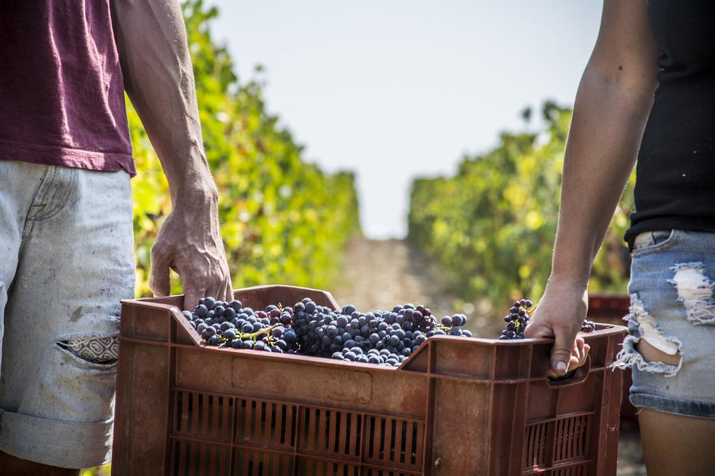 Fattoria Di Magliano Winery Villa Magliano in Toscana Dış mekan fotoğraf