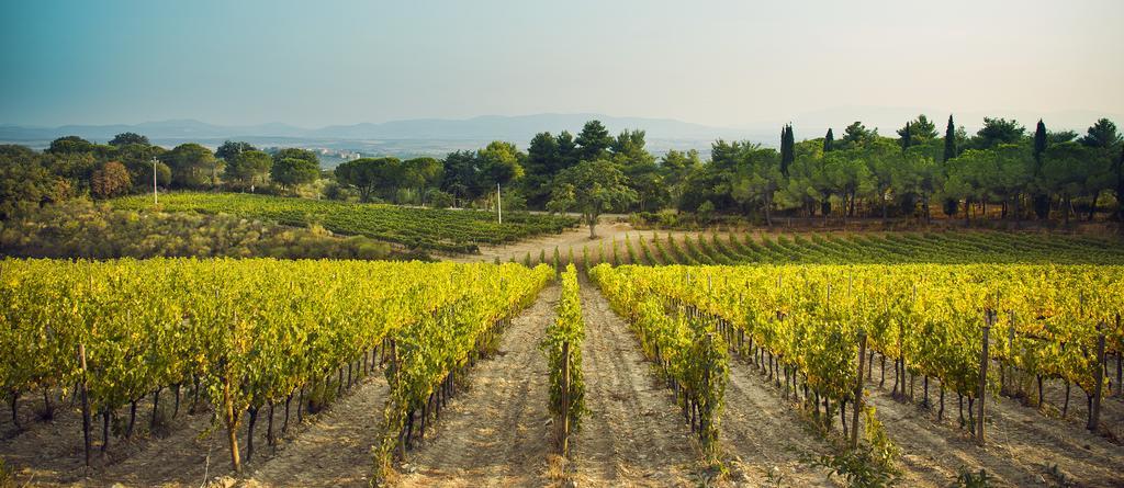 Fattoria Di Magliano Winery Villa Magliano in Toscana Dış mekan fotoğraf